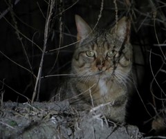 Felis silvestris