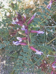 Astragalus preussii