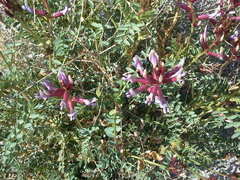 Astragalus preussii