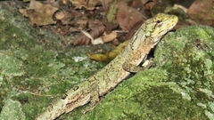 Leiosauridae
