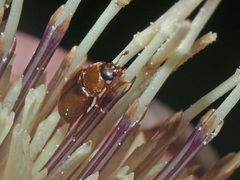 Epuraea melanocephala