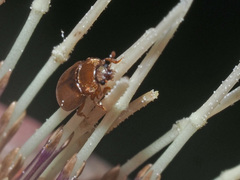 Epuraea melanocephala