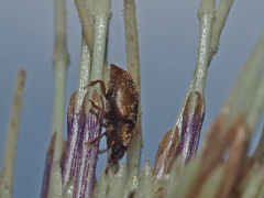 Epuraea melanocephala