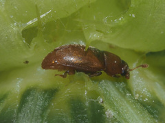 Epuraea melanocephala