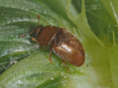 Epuraea melanocephala