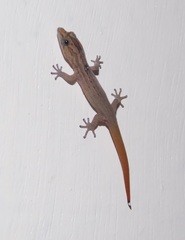 Sphaerodactylus