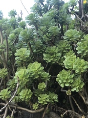 Aeonium arboreum