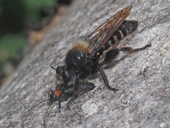 Laphria ephippium