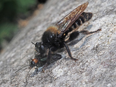 Laphria ephippium