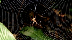 Micrathena sanctispiritus