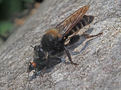 Laphria ephippium