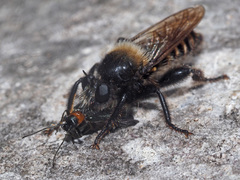 Laphria ephippium