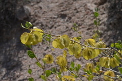 Zygophyllum atriplicoides