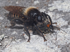 Laphria ephippium
