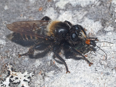 Laphria ephippium