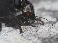 Anogcodes fulvicollis