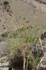 Trichanthemis paradoxos