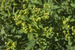 Euphorbia eugeniae