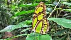Philaethria wernickei