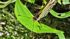 Philaethria wernickei