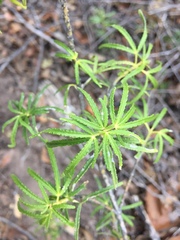 Choisya dumosa