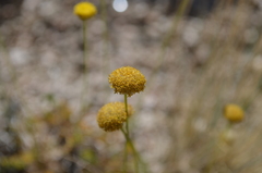Trichanthemis paradoxos