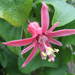Passiflora sanguinolenta - Photo (c) Erick Lux，保留部份權利CC BY-NC-SA