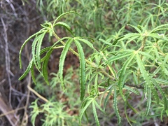 Choisya dumosa