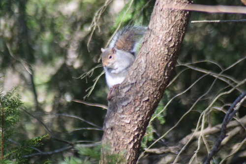 Eastern Gray Squirrel photographed in Delaware