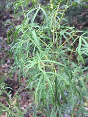 Choisya dumosa