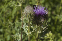 Cirsium pugnax