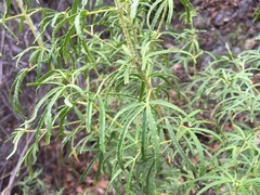 Choisya dumosa
