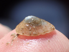 Lepeta caeca