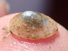 Lepeta caeca