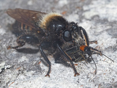 Anogcodes fulvicollis