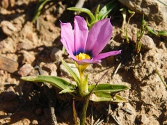 Moraea barnardiella