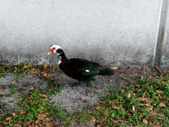 Cairina moschata domestica