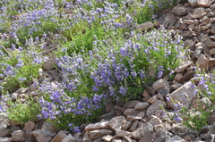 Dracocephalum diversifolium