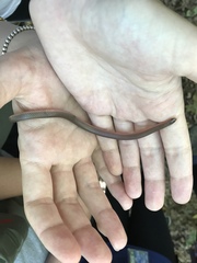 Carphophis amoenus amoenus