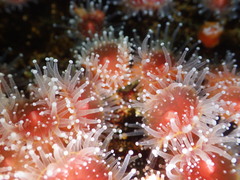 Corynactis californica