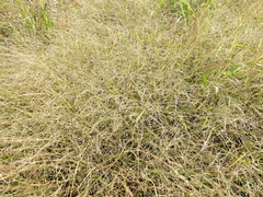 Eragrostis albensis