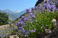 Dracocephalum diversifolium