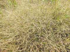 Eragrostis albensis