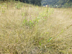 Eragrostis albensis