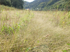 Eragrostis albensis