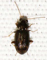Bembidion patruele