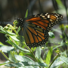 Danaus plexippus