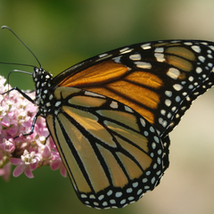 Danaus plexippus