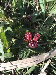 Rubus affinis