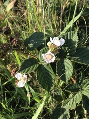 Rubus affinis